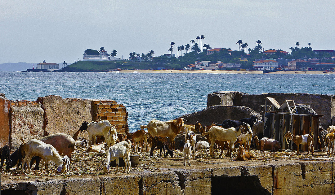 Feira de São Joaquim, Salvador -  BA