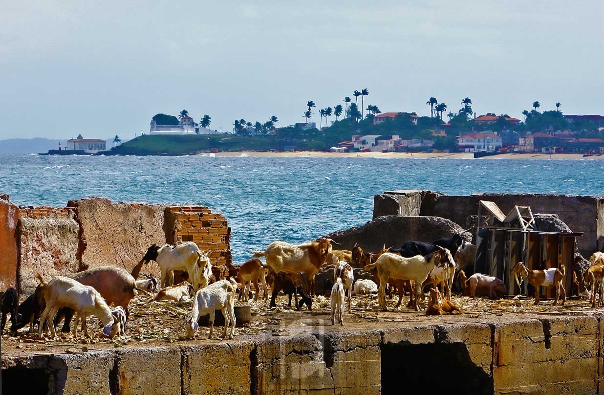 Feira de São Joaquim, Salvador -  BA